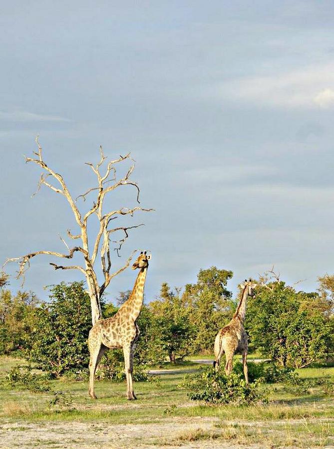 Kwalape Safari Lodge Kasane Dış mekan fotoğraf