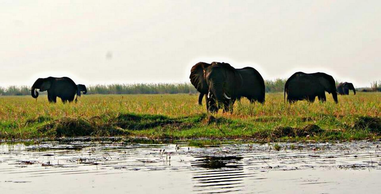 Kwalape Safari Lodge Kasane Dış mekan fotoğraf