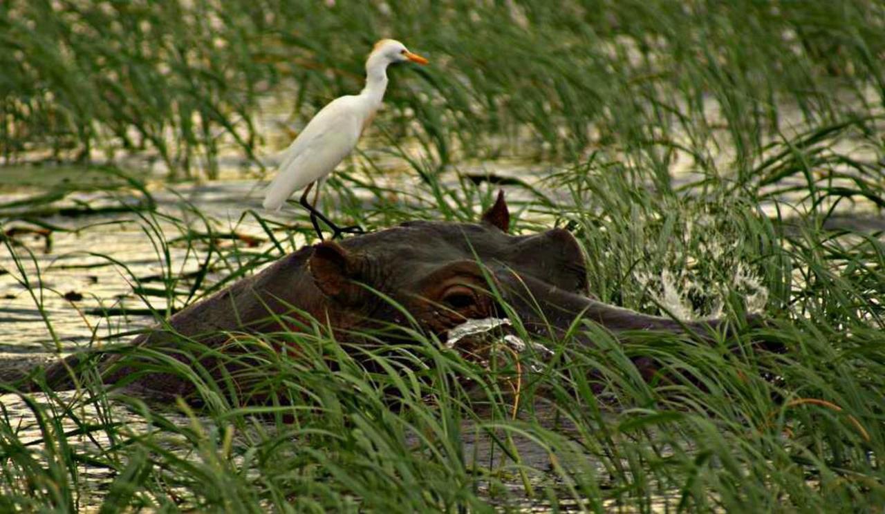 Kwalape Safari Lodge Kasane Dış mekan fotoğraf
